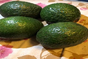Avocados from Ethiopia